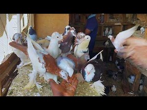Finding Peace & Joy in Nature A Day in the Life of a Village Pigeon Farmer