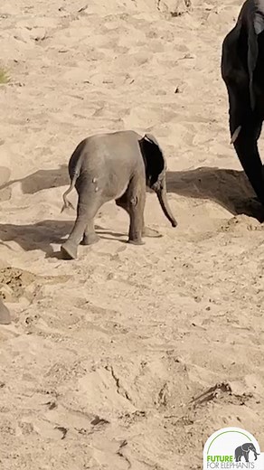 Digging for water! #futureforelephants #africanelephant #saveelephants | Future for Elephants e.V.