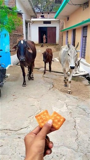 Unlikely friends: a Calf and a Golden Retriever Share Biscuits! 🐶🐮 #shorts #youtubeshorts #calf #dog