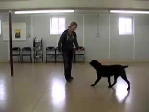 How to begin e-collar conditioning with your dog.