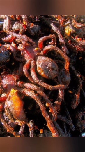 Cambodia's Fried Spiders: From Scarcity to Street Food Icon | Skuon's Famous Delicacy