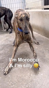 Only went in to shake a blanket and these two started having a silly billy dance off. Morocco the boy and China the girl want to hear who you think won the silliness 😂 Solo entré para sacudir una manta y estos dos empezaron a bailar un poco. El chico Morocco y la chica China quieren saber quién creen que ganó la tontería. 😂 | Galgos del Sol
