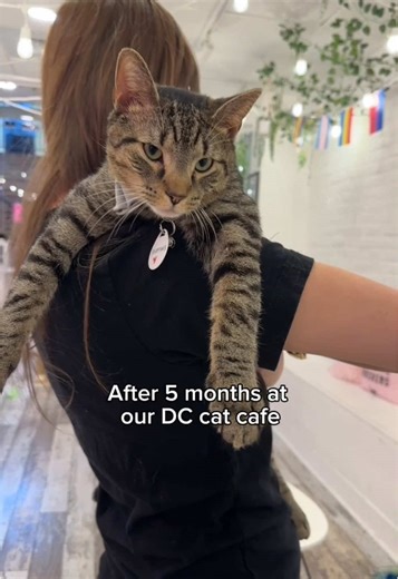 Rescue Cat Stuffing Finds Forever Home After 5 Months