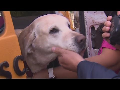 Doggie School Bus provides pups with fun, exercise