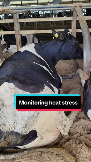 We originally adopted SenseHub® Dairy monitoring technology from Merck Animal Health to better manage our cows on an individual basis. But the monitoring system is also revealing other improvements we can make to our barns. Last summer the system indicated herd performance issues due to heat stress. Heat stress leads to increased respiration rates, body temperatures, sweating and time standing. Heat-stressed cows have reduced dry matter intake, milk production and pregnancy rates. So, we added f
