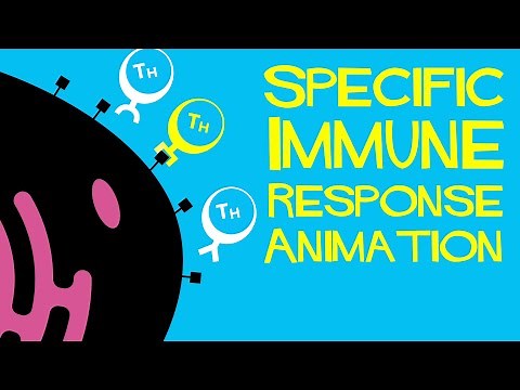 Specific immune response animation