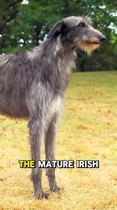 7.5K views · 55 reactions | Learning about the origin of the breed: The Irish Wolfhound  #dogs #dogtraining #dogtrainer #dogtrainingtips #irishwolfhound #irishwolfhounds #dogbreed #dogbreeds #packtalkpodcast | Canine Revolution Dog Training | Facebook