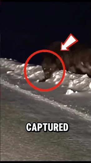 Wild Direwolf Spotted in the Forest‼️😳