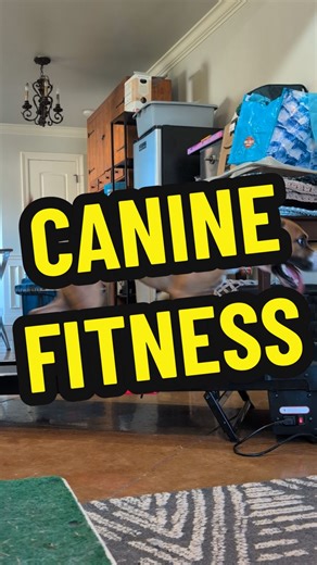 Canine Fitness Tips for a Healthy, Fit Dog