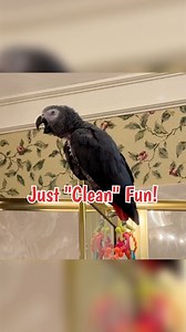 Einstein is in a cleaning mood! He make the sound of a cleaning rag on a surface too! #cleaning #gottaclean #CleanVibes #fblifestyle | Einstein the Talking Texan Parrot