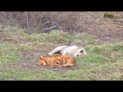 We Found Them Sleeping on the Ground… What Happened Next Will Touch Everyone