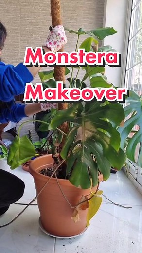 Monstera Plant Makeover: Transforming an Overgrown Plant with a Moss Pole