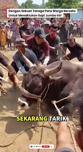 😱SAPI DENGAN BERAT 500Kg BERHASIL DIBARINGKAN BANYAK WARGA! #sapi #sapijumbo #cow #kurban #animals