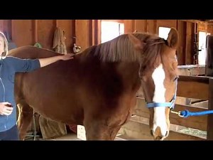 How to Measure the Height of Horses