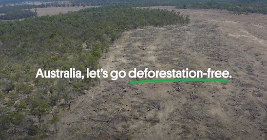 5 ways you can help stop deforestation now