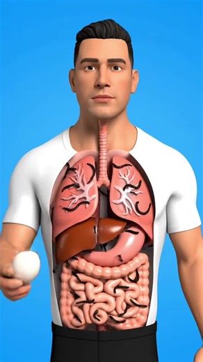 The Amazing Journey of an Egg Inside Your Body