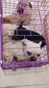 13K views · 150 reactions | THE PUG QUEEN on Reels | Facebook