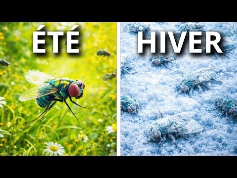 Mais où sont les Insectes en hiver ?