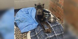 Original owner speaks out after rehomed dog is abandoned and dies