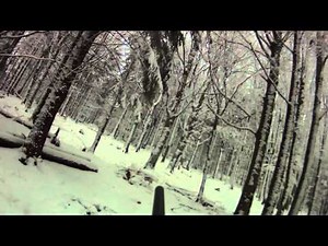 chasse .SANGLIER HUNTING WILD BOAR . . battue alsace . janvier 2011