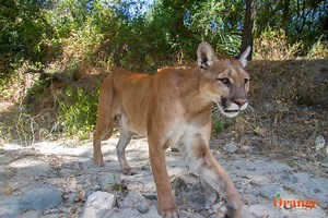 Mountain Lions of Orange County - Orange County Outdoors