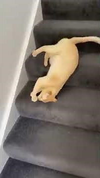 Cat slides to go downstairs without putting in any efforts