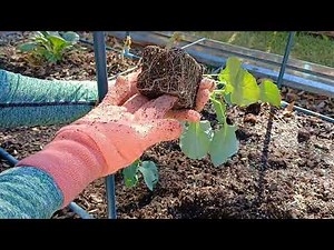 Planting Broccoli