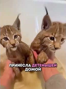 A girl has adopted unusual wild cats.