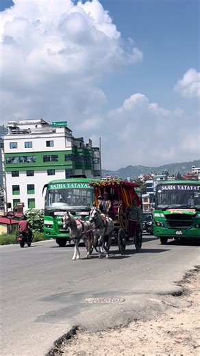 Majestic Horse Buggy Rentals for Your Special Day