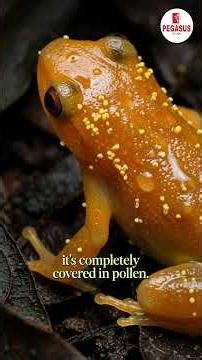 The Endangered Frog Pollinating Brazil's Milk Fruit Trees