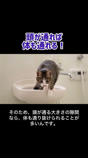実は「猫は液体」は科学的にも研究された！？ #猫のいる暮らし #豆知識 #猫のいる生活 #ねこたんの解説