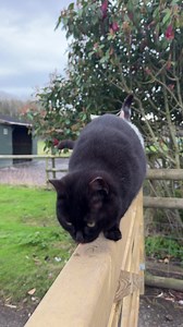 28K views · 4.5K reactions | It’s catwalk time for our cats of the day Smudge and Alfie #catoftheday #catwalk | Caenhill Countryside Centre | Facebook