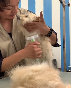 6.7K views · 65 reactions | "Thanks to @andisgrooming for the most magical tool for removing a pup's undercoat!" - @lisa_therescuegroomer  The pleasure is all ours Lisa, especially after watching this adorable groom with Betty and the ergonomic #Andis Deshedding Tool!  Too sweet. #AndisGroomingUK | Andis Grooming UK | Facebook