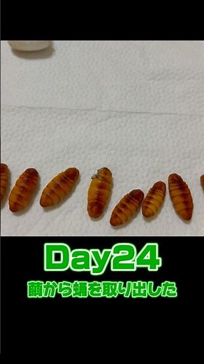 【収繭作業】繭から蚕を取り出してみました｜Day24