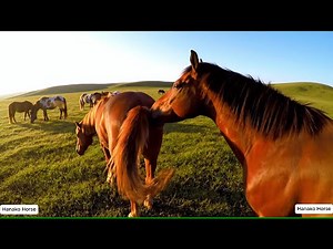 Wild Horse mating at Natural places compilation
