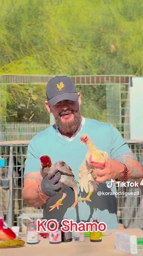 Understanding KO Shamo Chickens: Insights and Breeding