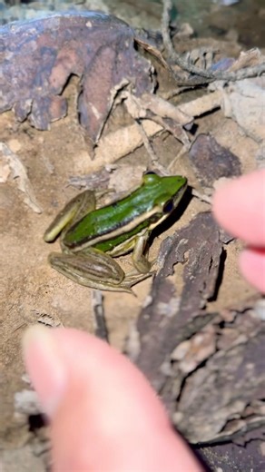 Green frogs jumping 🤪😛😜😅🤣😂😝😋