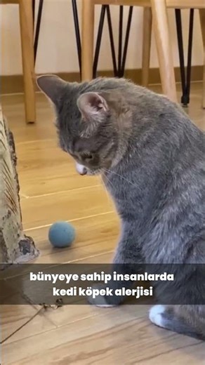 Evcil Hayvan Alerjisi Nedir? | Kedi ve Köpek Alerjisinin Belirtileri