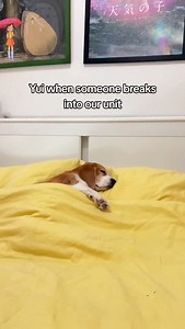 That's our high energy beagle #beagle #beaglelove #beaglepuppy beagle_corner beaglemania beagleworld beaglelover beaglesofinstagram justbeagles dogsofinstaworld dogsofinsta grumpybeaglesunited dogslife beagle_corner doglover cutedog ビーグル ビーグル犬 petsofinstagram petstagram | Yui the Beagle