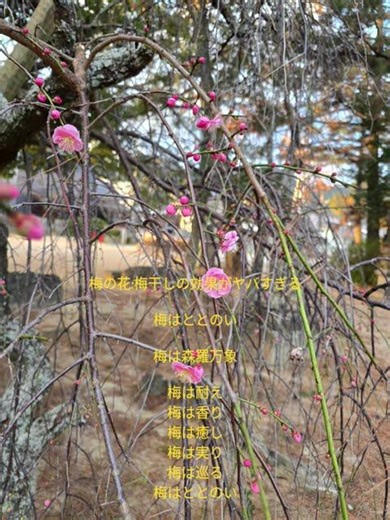 梅の花:梅干しの効果がヤバすぎる梅はととのい梅は森羅万象梅は耐え梅は香り梅は癒し梅は実り梅は巡る梅はととのい #仏様の言葉 #対人関係 #開運 #神仏