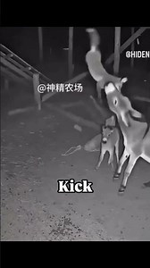 Mother Donkey Saves Her Baby in Seconds 😳 #shorts