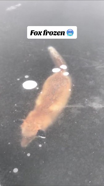 SHOCK! Ice Age #fox #frozen #shock #viral #trending #rescue #help #like #follow #animals #subscribe #epic #life