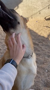 2.1K views · 208 reactions | Handsome boy Chester would like to wish...