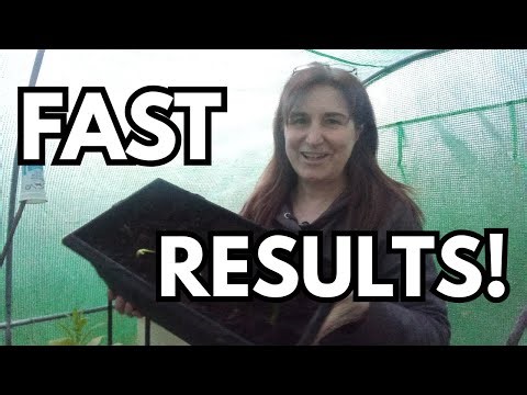 Garlic Experiment: Follow up - surprising growth already!