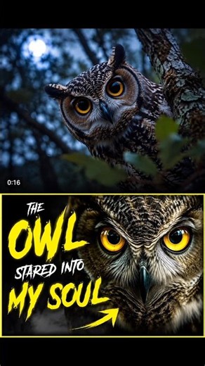 The Owll🦉 #owlshorts #viralshorts #shorts #trending #explore