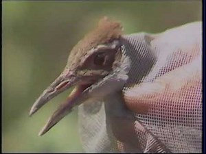 PBS KCTS9 Program Break (Jan 28 1989)