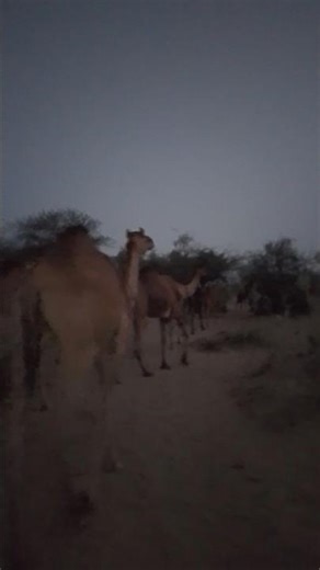 Night Journey: Camel Walking Into the Dark Jungle 🌙🐪” #sorts