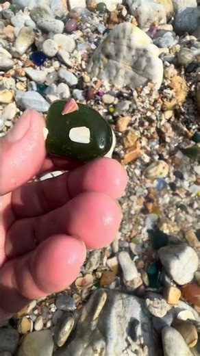 Giant Pearl Scallops vs. Freshwater Snails: Which Makes More Pearls?