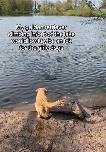 Hoest (@hoest) - He’s a cautious king 😭 (@George) #dog #dogsoftiktok #cute #funny #comedy #relatable #hoest