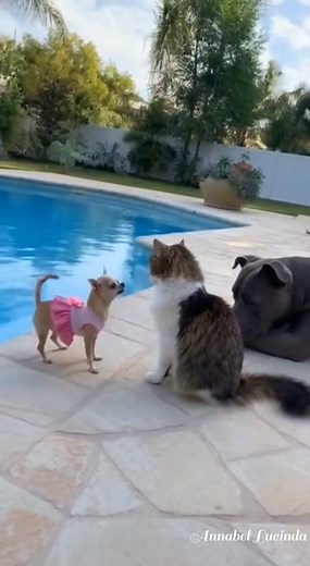 The cat started it… but Bruno finished it 😎🐾💦 #funnypets #aivideo #poolkarma #brunoandprincess #catvsdog #viralreelschallenge This video was created using AI technology for entertainment purposes. All characters, movements, and reactions were digitally generated to look realistic and funny. No real animals were harmed or placed in danger. 💻✨🐾 | Annabel Lucinda